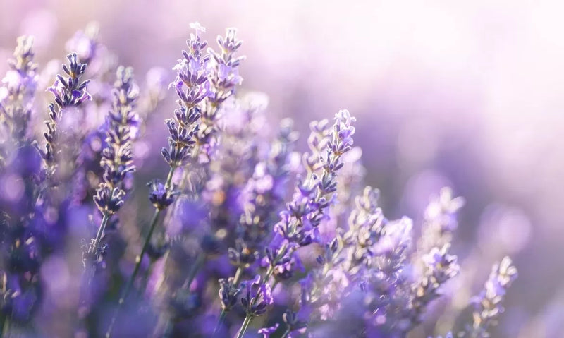 What is Linalool?